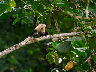 Capuchin  Monkey sitting on tree branch against green leaves