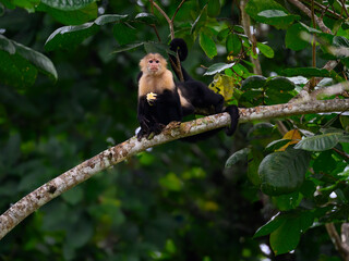 Capuchin  Monkey sitting on tree branch against green leaves