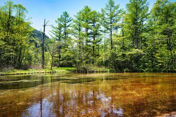 木立をぬけると、まるで美しい水田のような景色が広がる、長野県・上高地の田代池