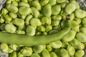 Close up and background of green broad beans (Vicia faba) lying in a bowl. One pod is still whole.