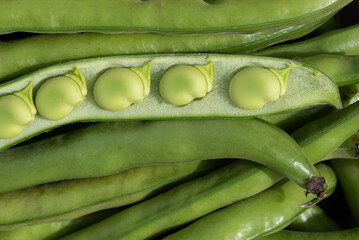 Close up and background of green field beans (Vicia faba) lying side by side after harvest. A bean is open and you can see the seeds.