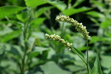 Medicinal Polygonum plant in nature. It's scientific name Persicaria lapathifolia, Polygonaceae. Ayurvedic medicinal herbs plant in green nature. 