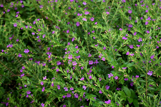 Pink Cuphea Hyssopifolia flowers. False Heather Or Mexican Heather blossoms. Medicinal False heather, Elfin herb or Cuphea hyssopifola flowers. False heather, Elfin herb or Cuphea hyssopifola flowers.