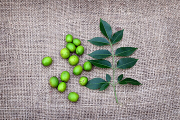 Neem fruits and leaves on jute fabric background. Medicinal neem for ayurvedic,  homeopathy beauty...