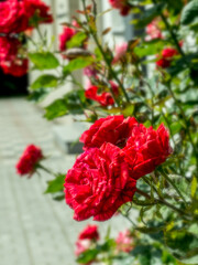 red roses in a city