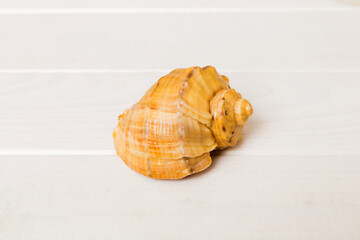 Beach seashells on colored background. Mock up with copy space