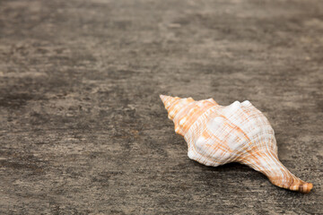 Beach seashells on colored background. Mock up with copy space