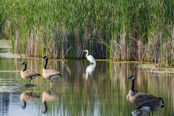 country goose family