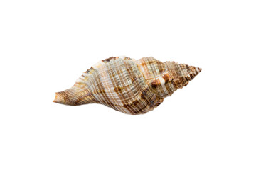 Sea shell isolated on white background. Close up seashell top view