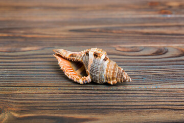 Beach seashells on colored background. Mock up with copy space