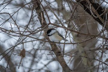 bird on a branch