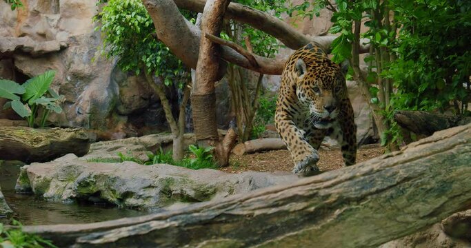 Spotted jaguar walk inside jungle forest on fallen tree trunk. Wild mammal panther slow motion video.