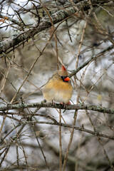 robin in snow