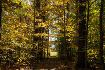 autumn forest in the morning