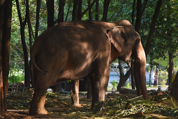 Fototapeta na wymiar Elephants starting the day