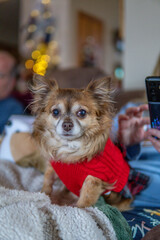 chihuahua puppy on the bed