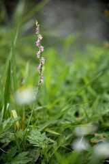 ネジバナの花の接写