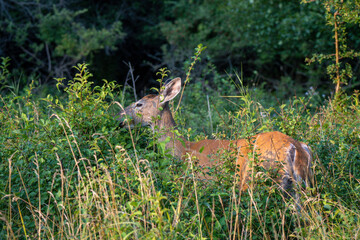 deer in the woods