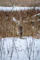 deer in snow