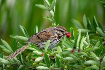 bird in the grass