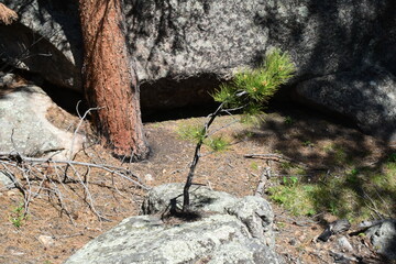 A small Ponderosa Pine sapling growing out of a piece of granite