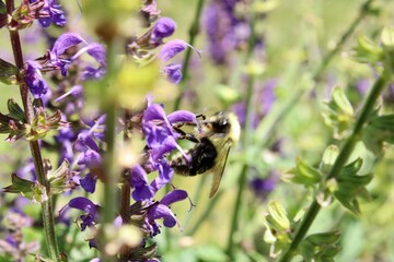 Bee on a purple sage plant 