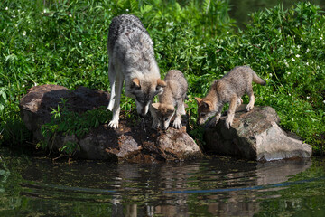 Grey Wolf (Canis lupus) Adult and Pups Look Down at Ripples Summer