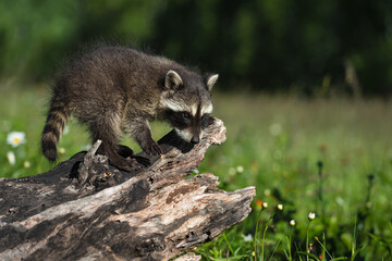 Raccoon (Procyon lotor) Stands on Edge of Log in Field Summer