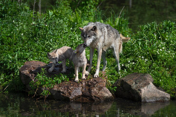 Grey Wolf (Canis lupus) Pup Licks Face of Adult Second Pup Watches Summer