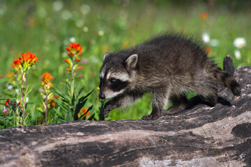 Naklejka na ściany i meble Raccoon (Procyon lotor) Walks Along Log Castilleja Flowers Summer