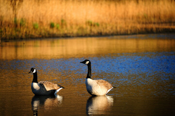 Geese on Derwentwater, English Lake District