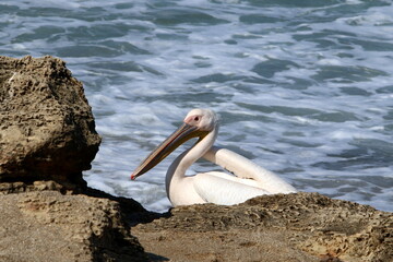 Big white pelican on the seashore