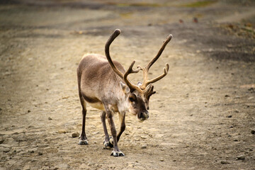 Reindeer, seen casually roaming the streets of Longyearbyen, on the Norwegian archipelago of Svalbard