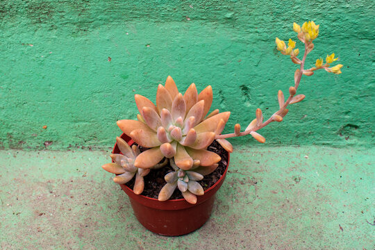 Flowering of Graptosedum Francesco Baldi - Succulent plant