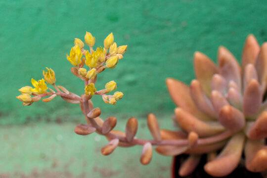 Flowering of Graptosedum Francesco Baldi - Succulent plant
