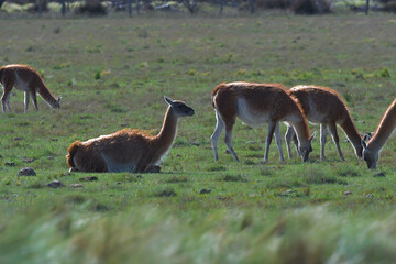 Lama animal, , in pampas grassland environment, La Pampa province, Patagonia,  Argentina