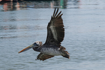 Pelecanus thagus