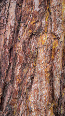 textured bark of a tree