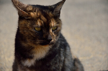 Naklejka premium 猫