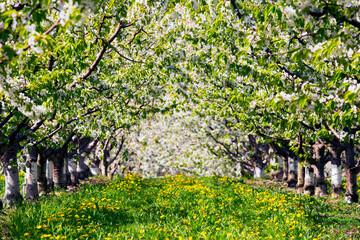 Cherry Tree Orchard Okanagan Valley