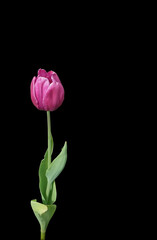 Crimson tulip with stem and leaves, isolated on black background, vertical orientation.