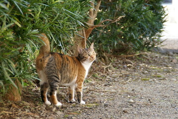 SONY DSC