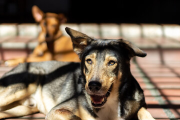portrait of a shepherd