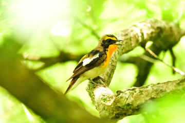 キビタキのさえずり