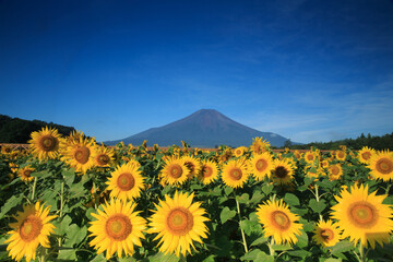 ひまわりと富士山