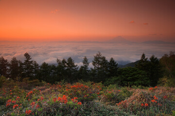 朝焼けの雲海 富士山