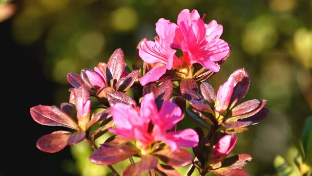 秋になって咲いたツツジの花