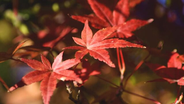 秋の風物詩、紅葉の紅葉が至る所に・・・
