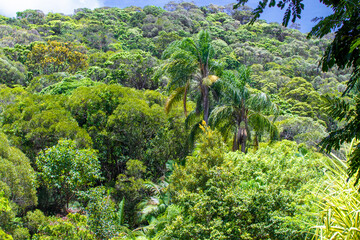 キュランダの熱帯雨林