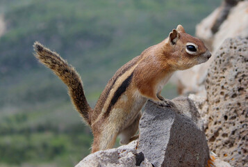 Chipmunk asking for food